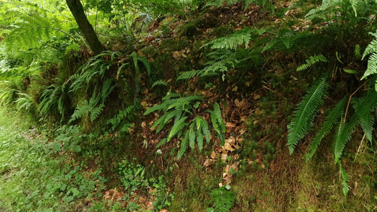 Lush green ferns growing in a serene forest, symbolizing natural beauty and botanical skincare inspiration.