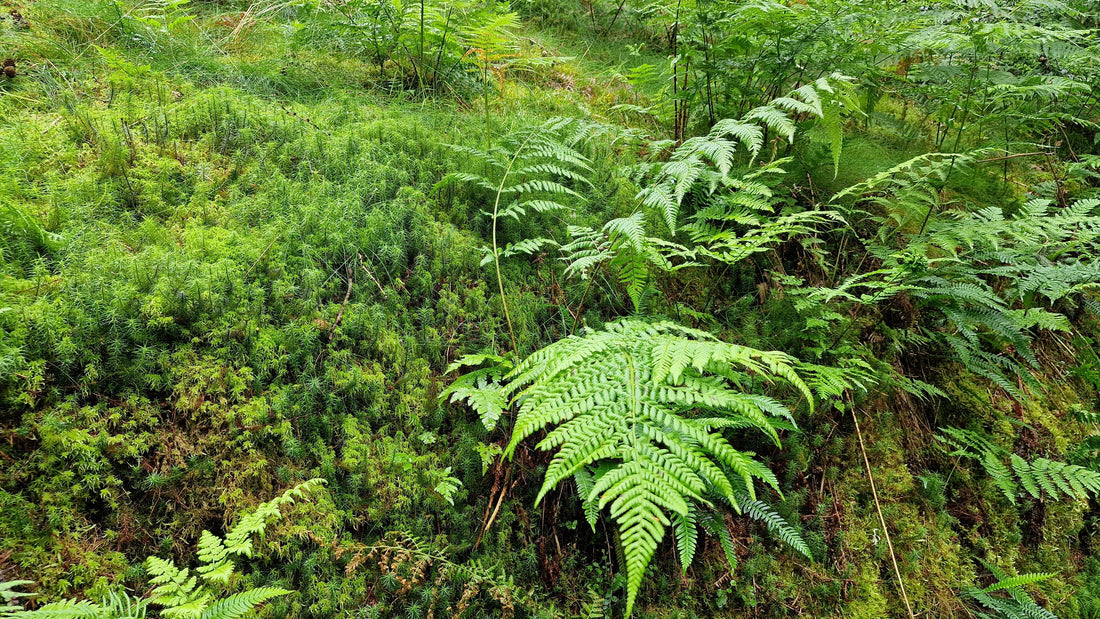 Close-up of green moss and delicate fern leaves, symbolizing nature’s vitality and calm