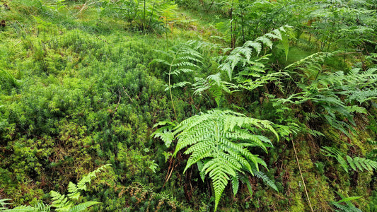 Close-up of green moss and delicate fern leaves, symbolizing nature’s vitality and calm