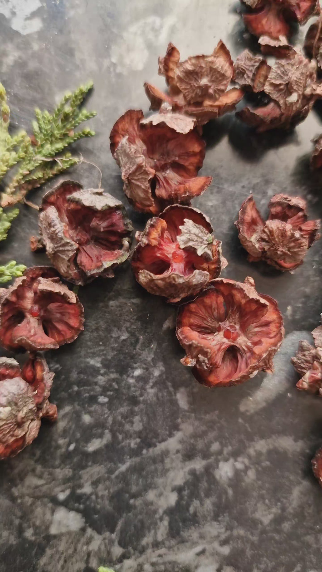 Cypress cones