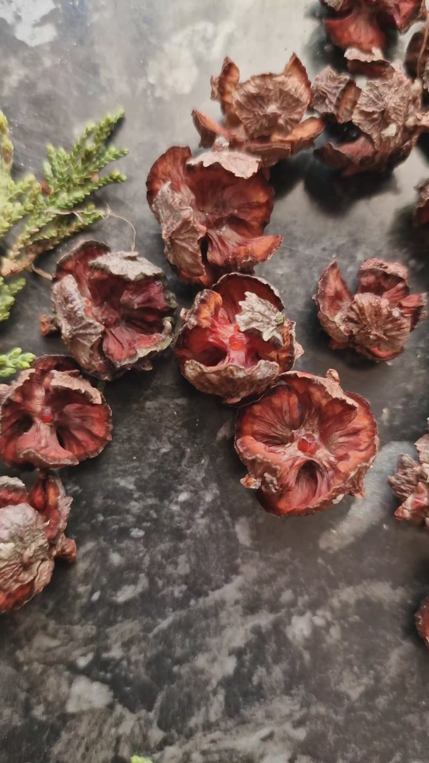 Cypress cones